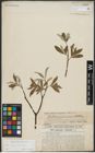 Foto von Salix repens L. x Salix viminalis L.